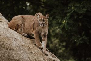 deter mountain lion when hiking
