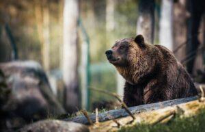 How to Stay Safe While Camping in Bear Country