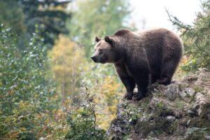 Surviving the Wilderness Tips for Avoiding Wildlife Encounters